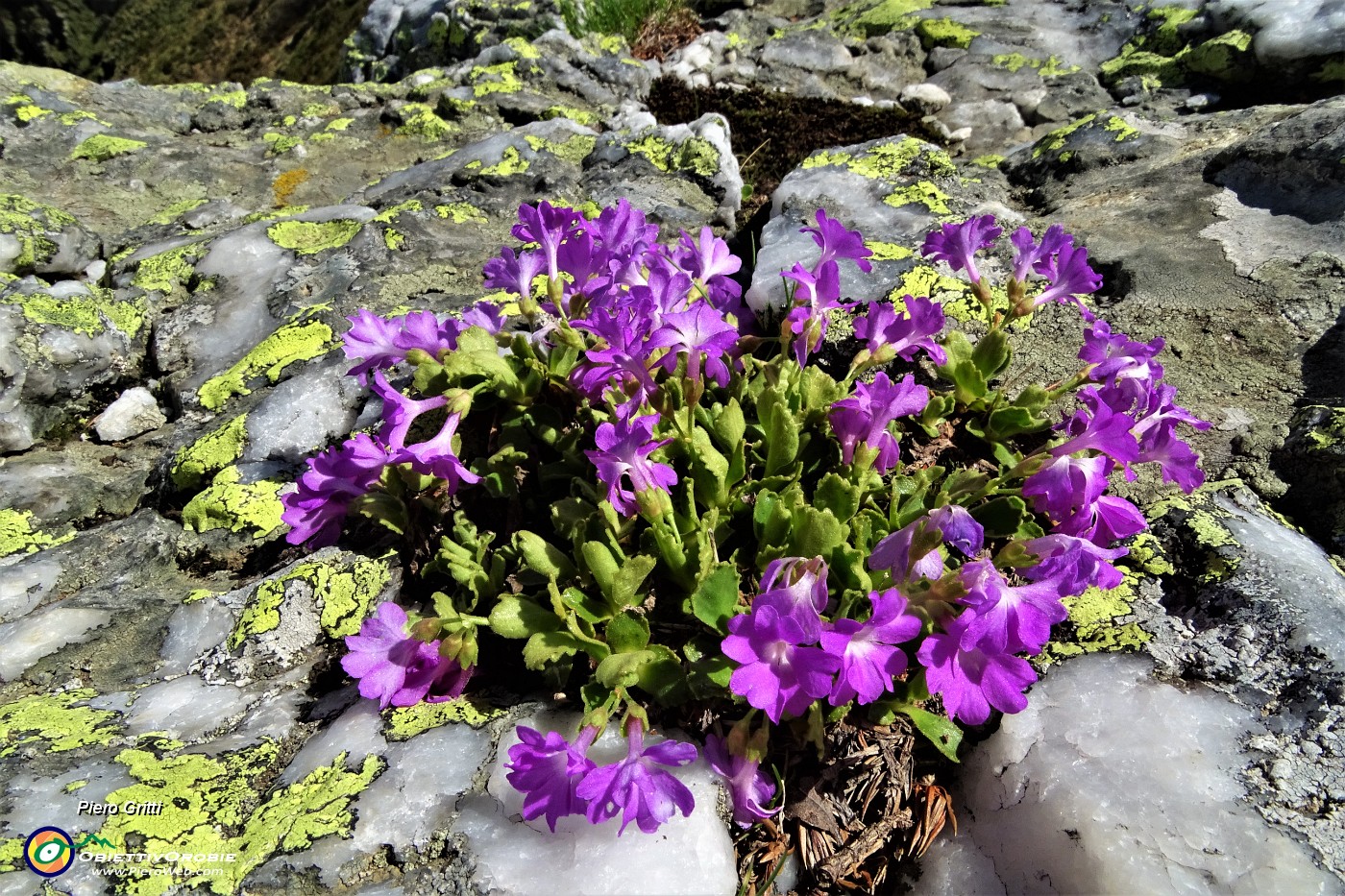 49 Primula irsuta  nelle rocce anche di 'marmo'....JPG